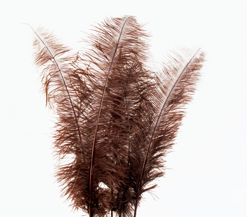 Picture of Ostrich Feathers Brown x 5pcs